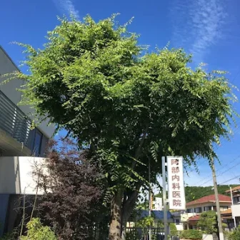 阿部内科医院